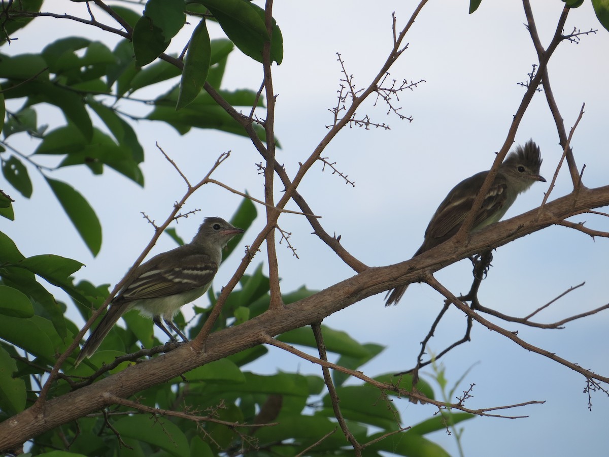 Yellow-bellied Elaenia - ML643735734