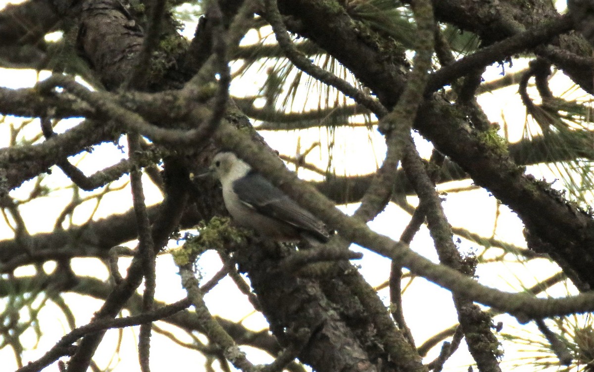 White-breasted Nuthatch - ML643735756