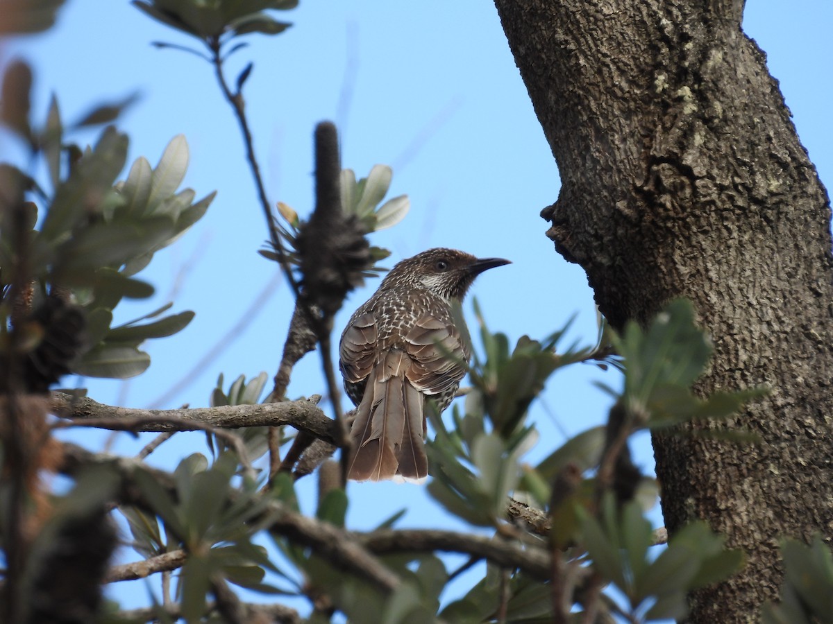 Little Wattlebird - ML643735782