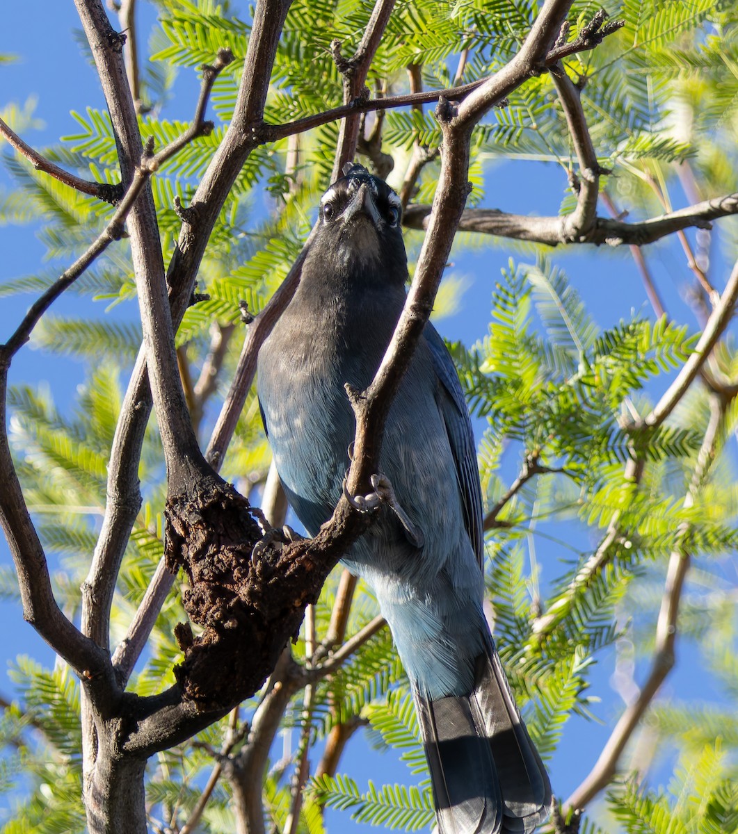 Steller's Jay - ML643735785