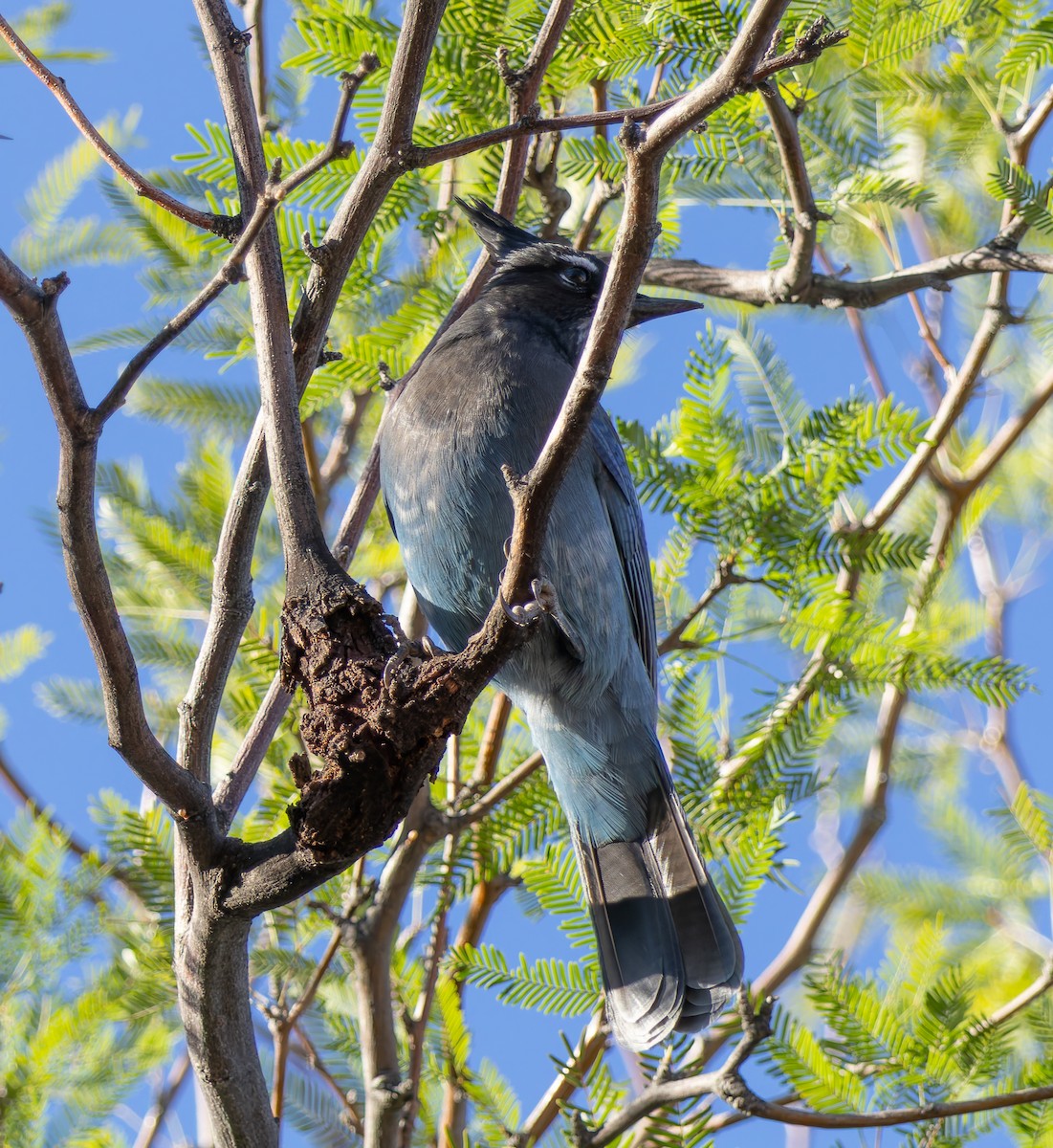Steller's Jay - ML643735786
