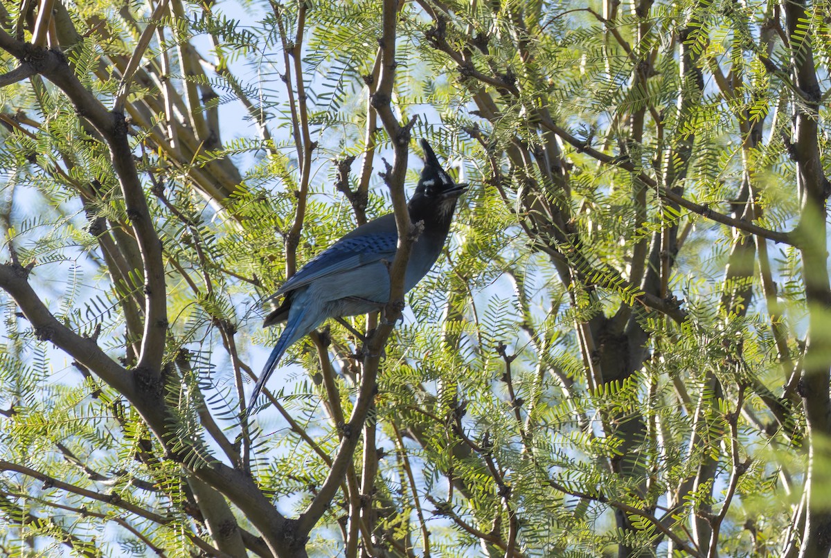 Steller's Jay - ML643735787