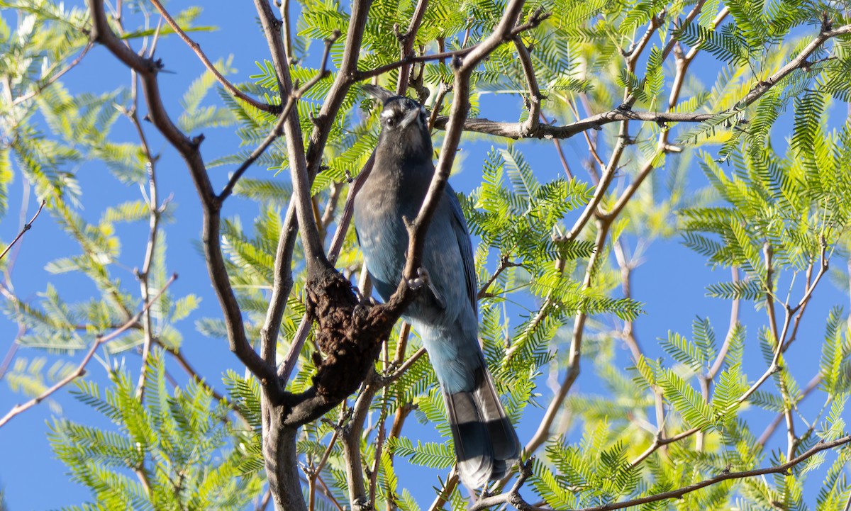 Steller's Jay - ML643735788