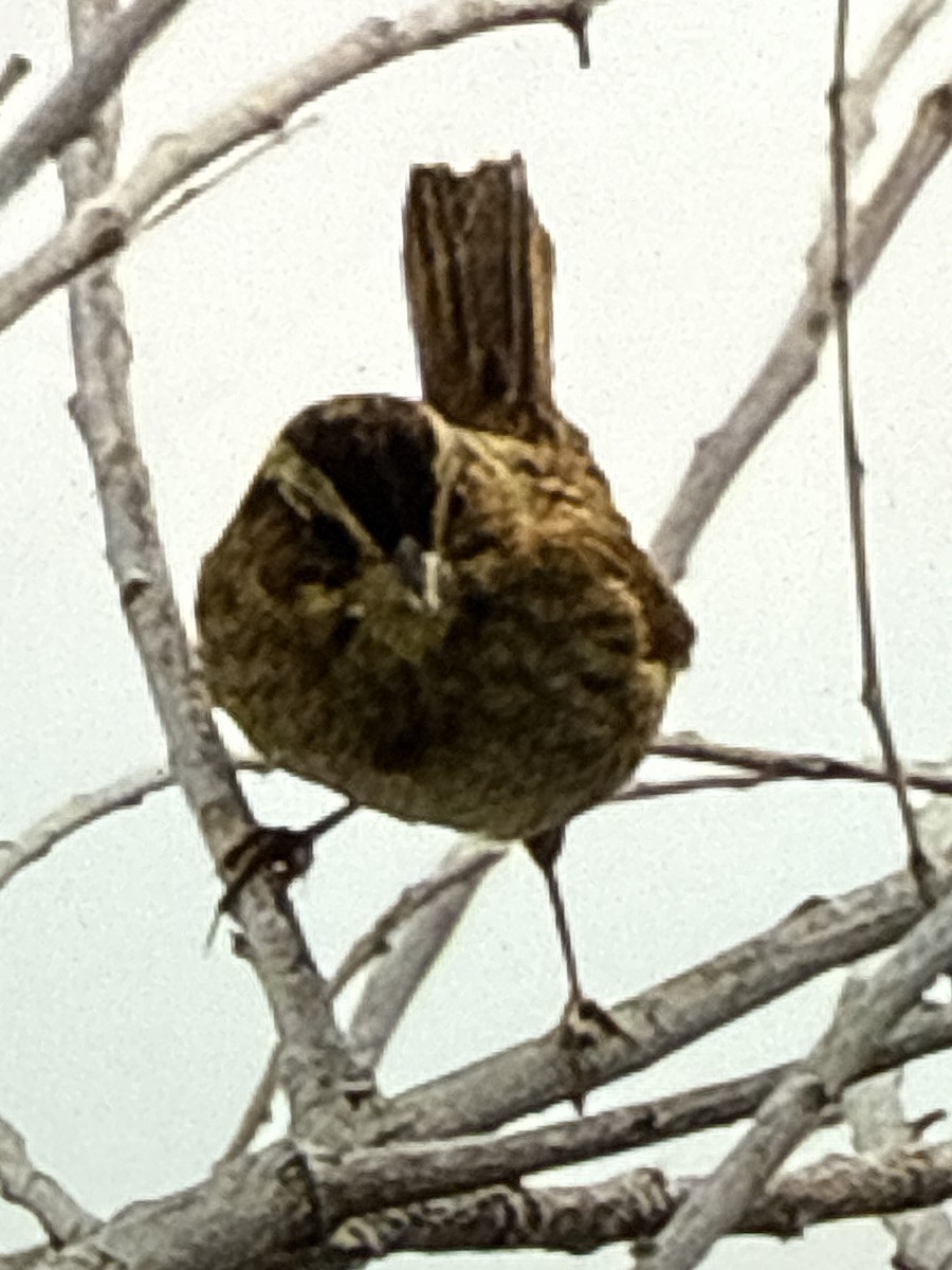 Swamp Sparrow - ML643735789