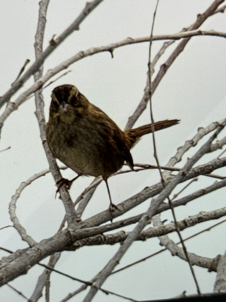 Swamp Sparrow - ML643735790