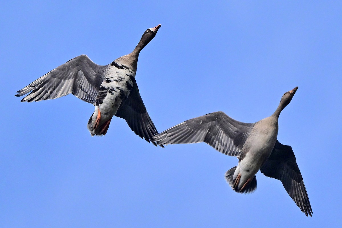 Greater White-fronted Goose - ML643735797