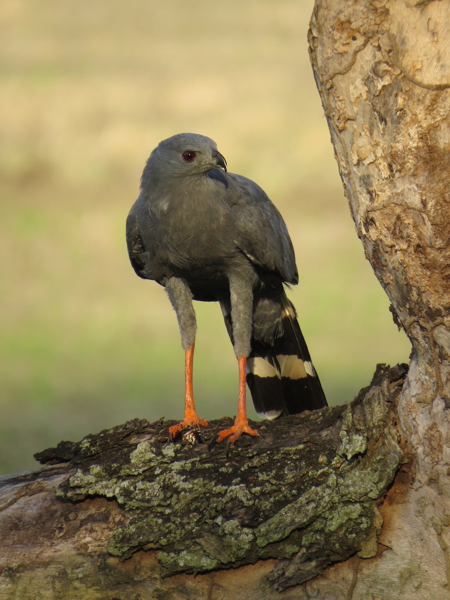 Crane Hawk - ML643735805
