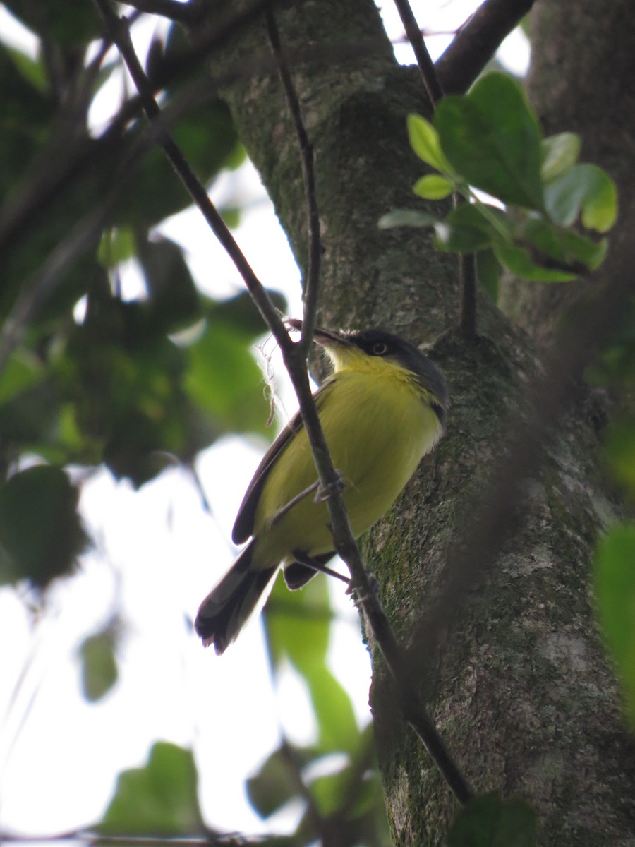 Common Tody-Flycatcher - ML643735811