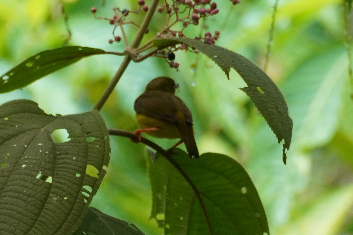 White-collared Manakin - ML643735813