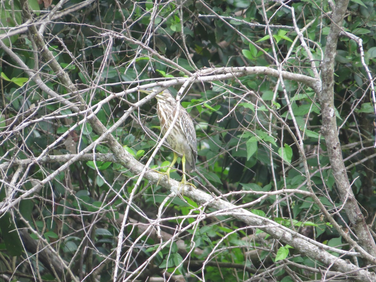 Striated Heron - ML643735819
