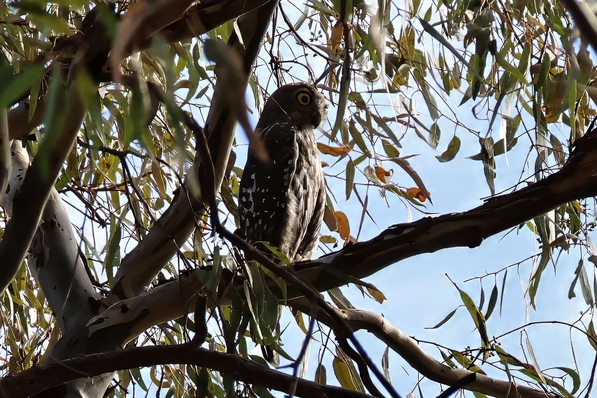 Barking Owl - ML643735844