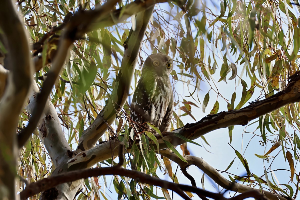 Barking Owl - ML643735845