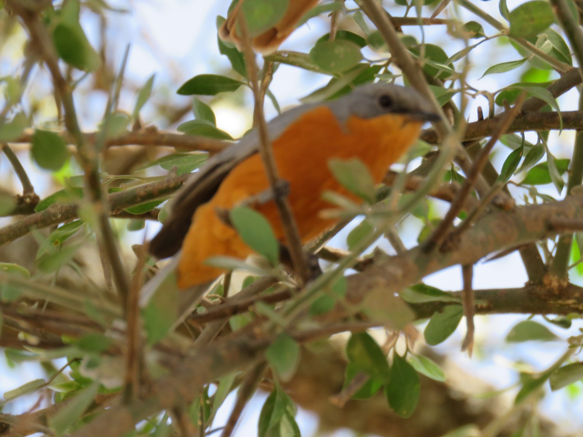 Silverbird - ML643735850