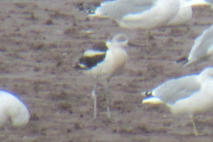 American Avocet - ML643735856