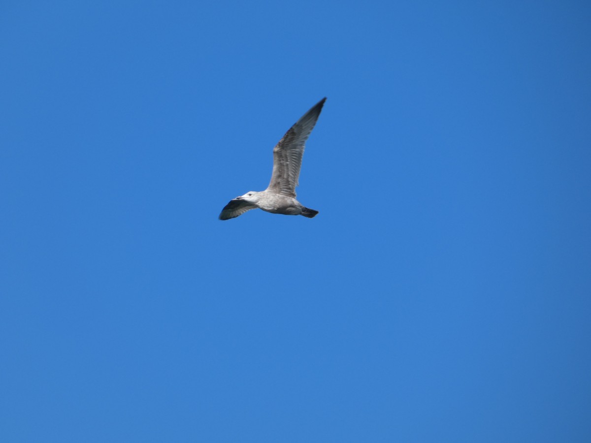 American Herring Gull - ML643735876