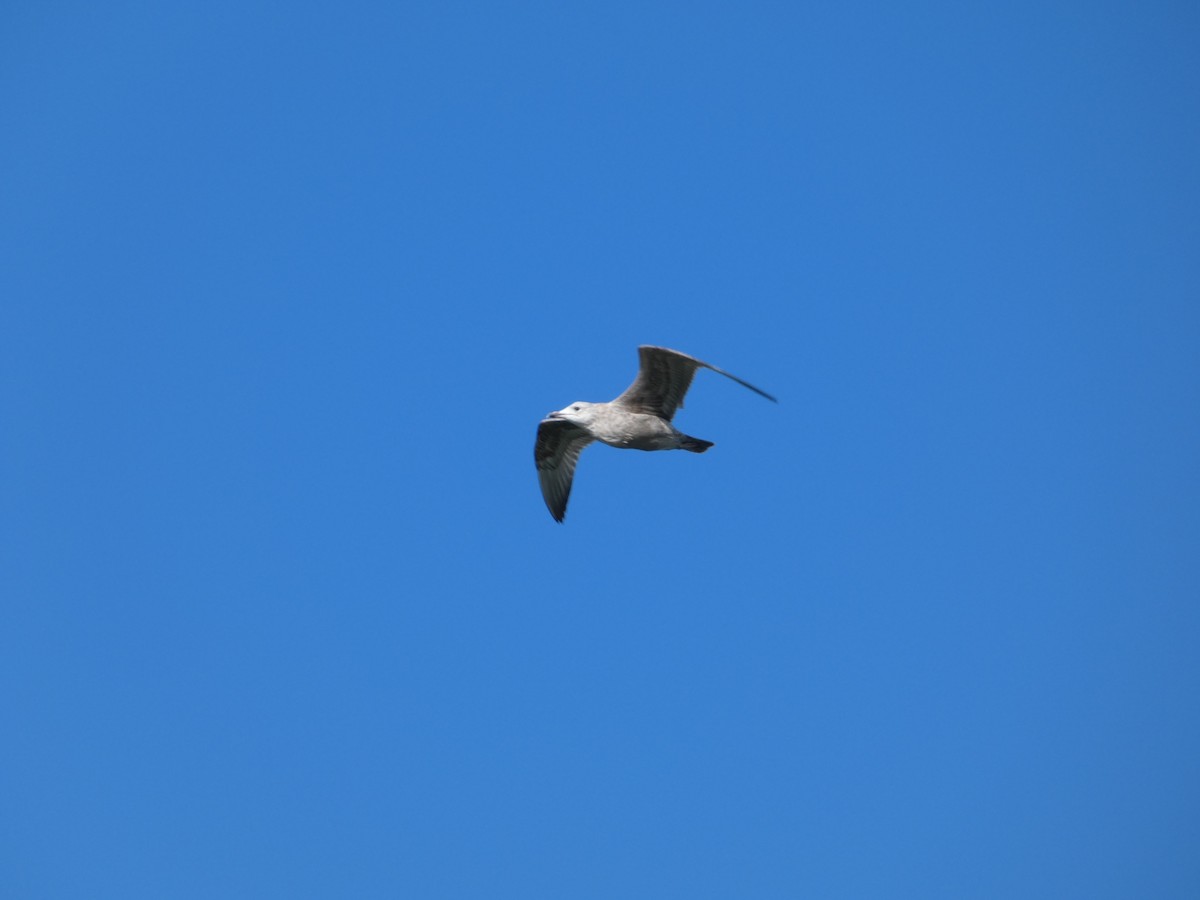 American Herring Gull - ML643735877