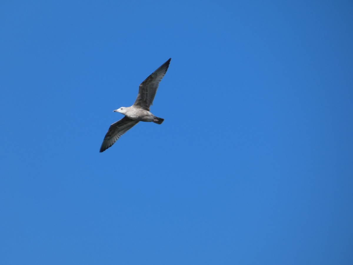 American Herring Gull - ML643735878
