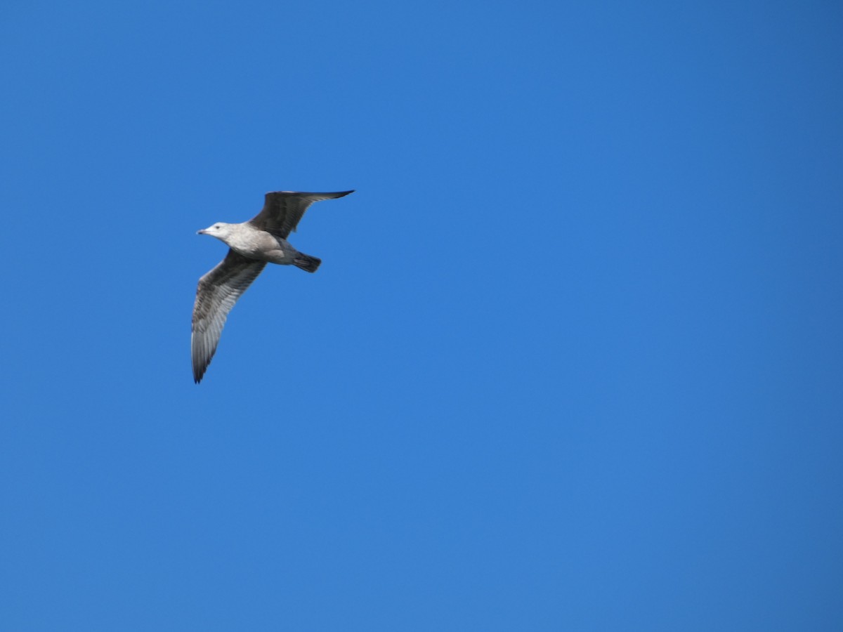 American Herring Gull - ML643735879