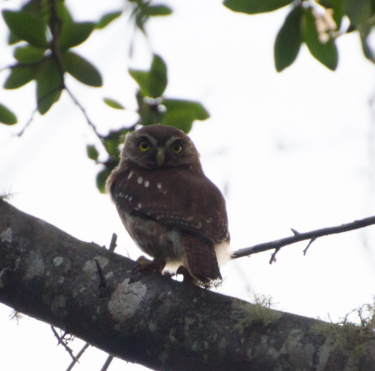 Austral Pygmy-Owl - ML643735918