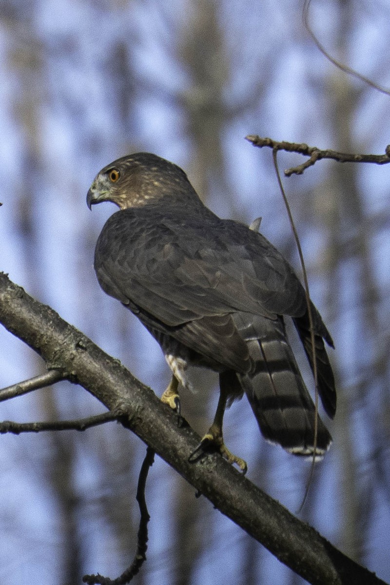Cooper's Hawk - ML643735928