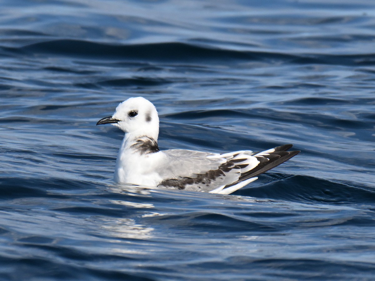 Gaviota Tridáctila - ML643735929