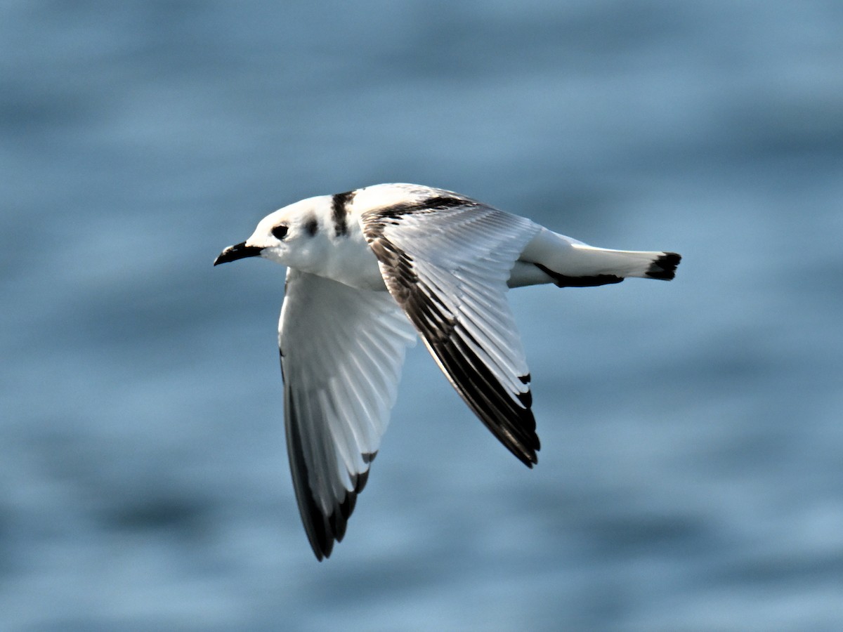 Gaviota Tridáctila - ML643735930