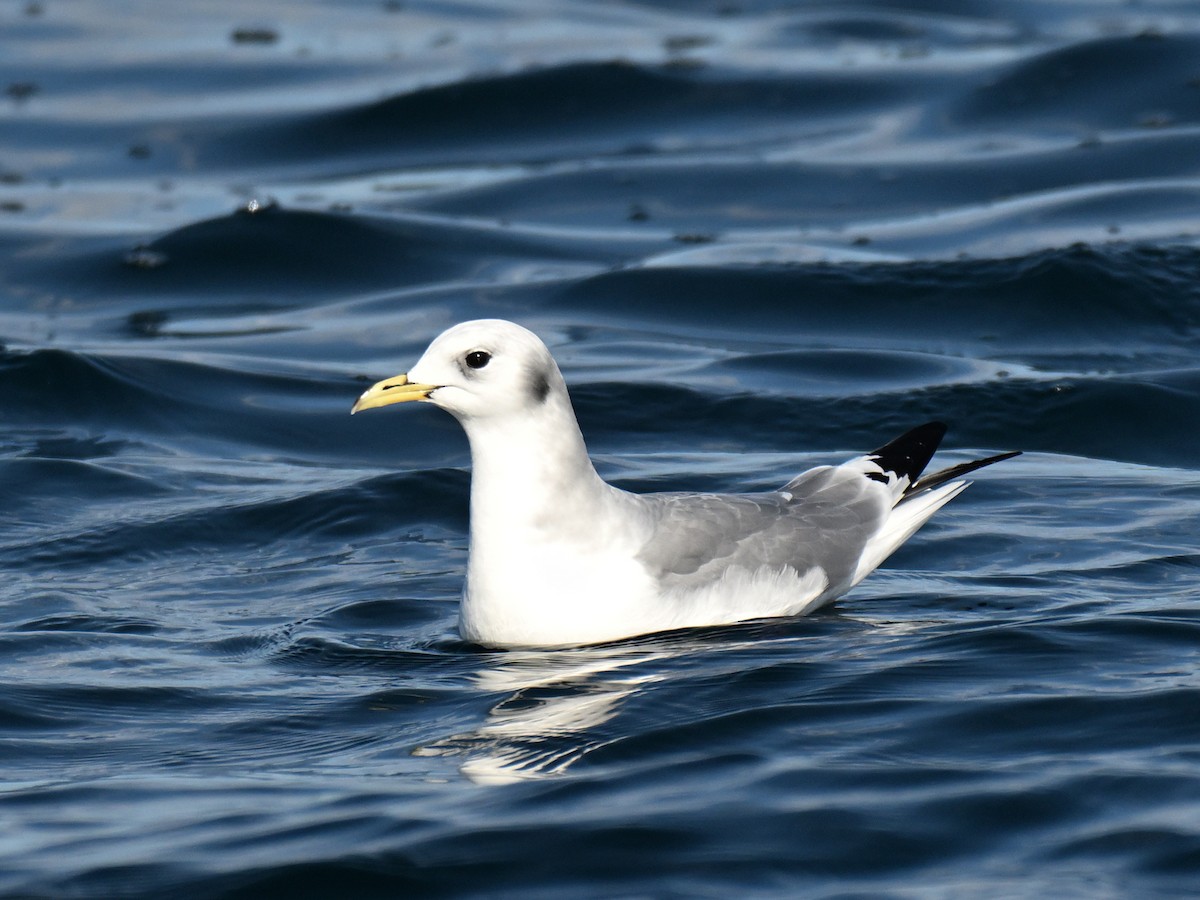 Gaviota Tridáctila - ML643735931