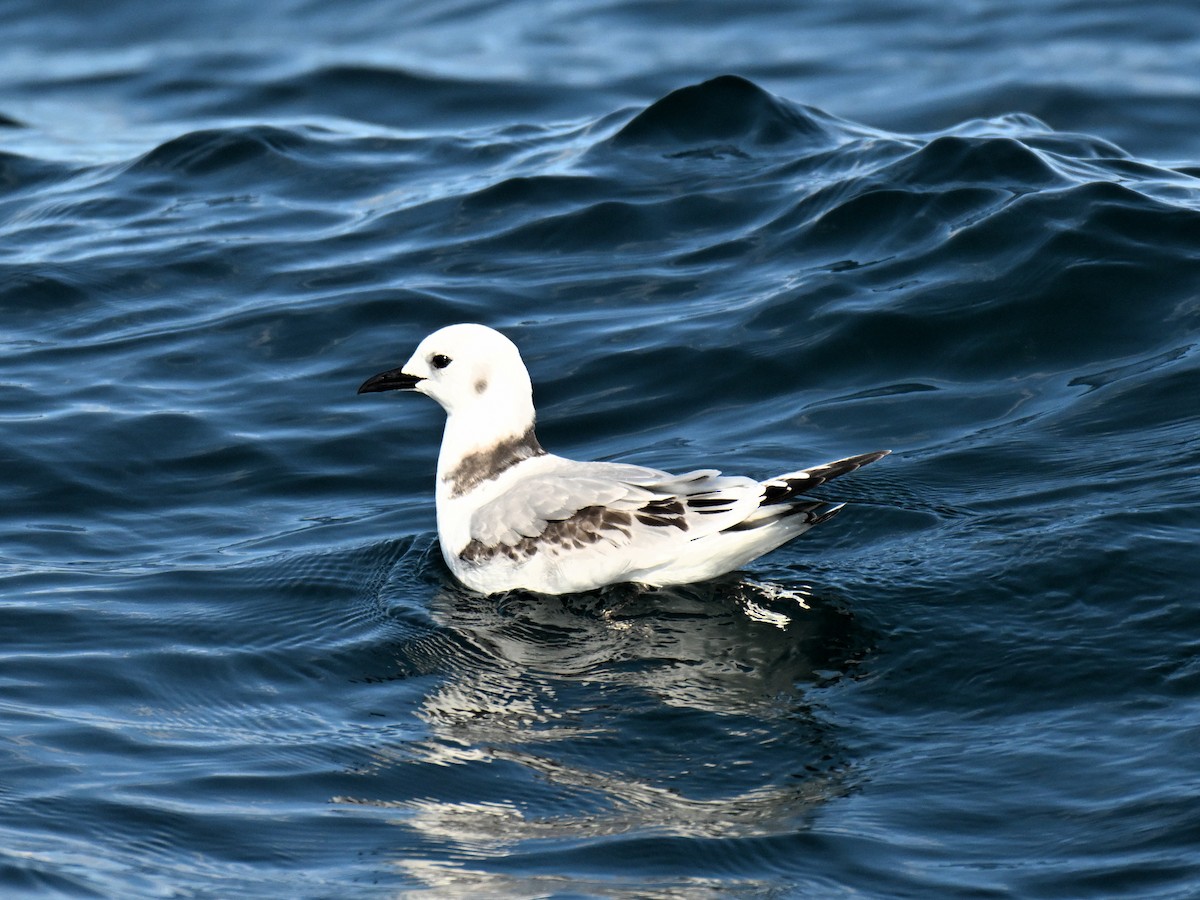 Gaviota Tridáctila - ML643735932