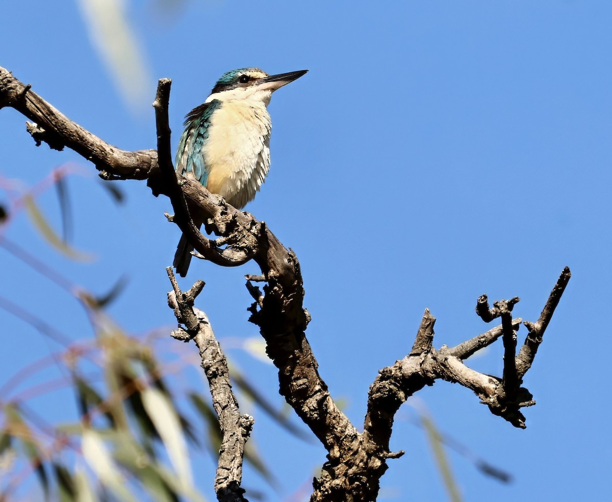 Sacred Kingfisher - ML643735950