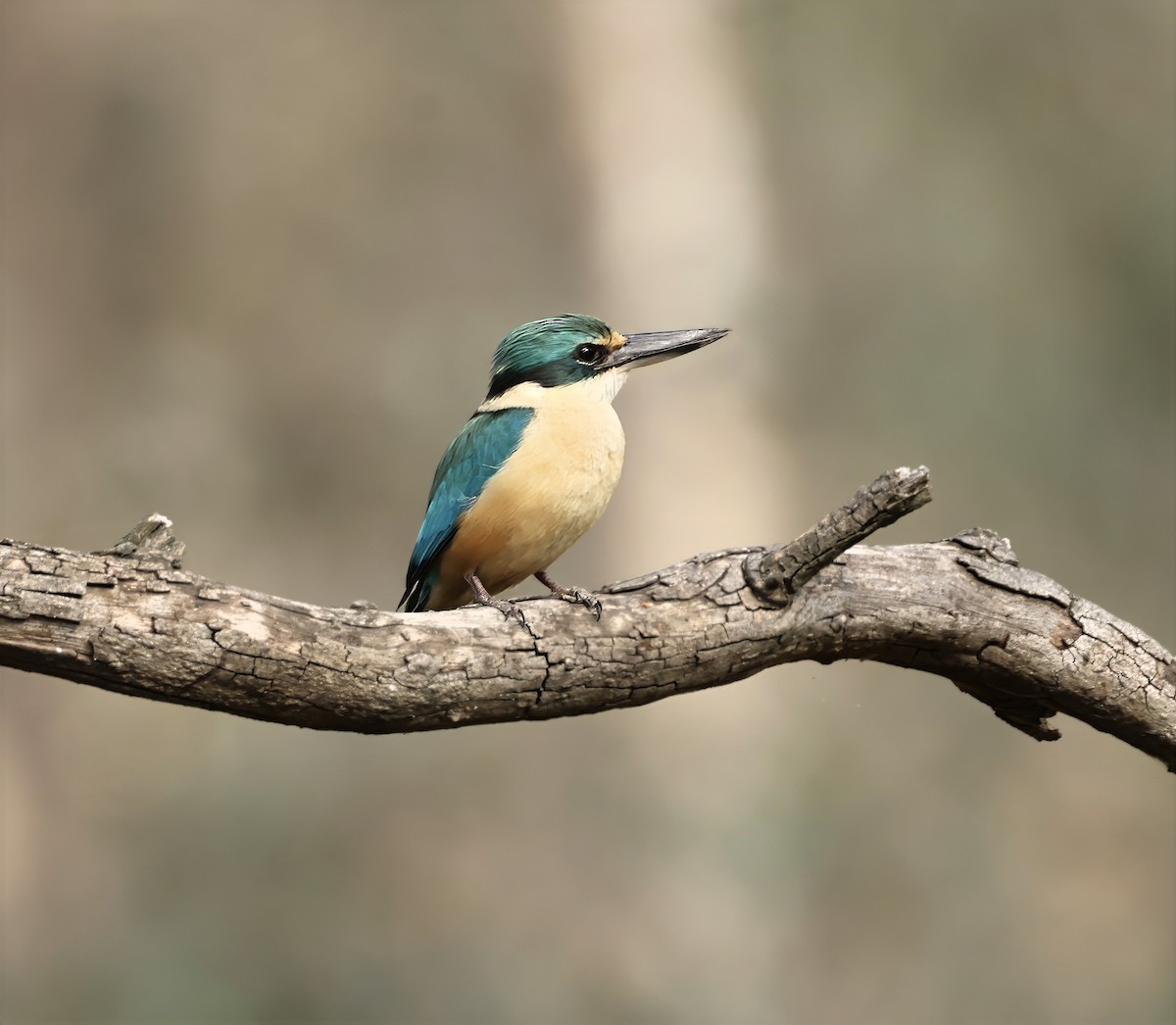 Sacred Kingfisher - ML643735951