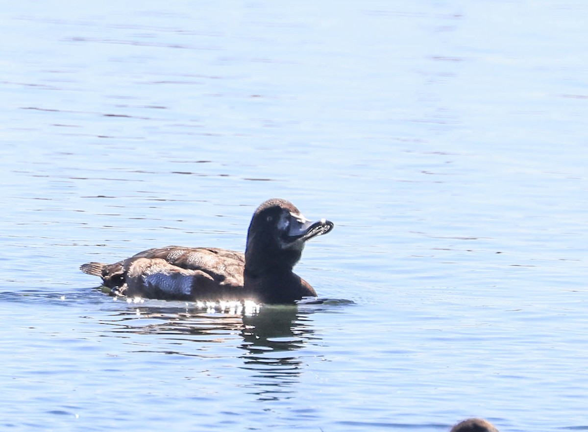 Greater/Lesser Scaup - ML643735955