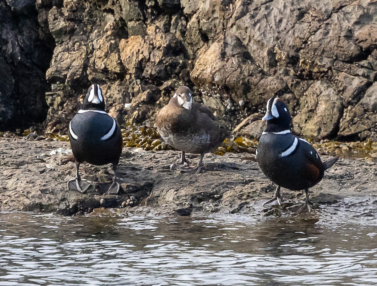 Harlequin Duck - ML643735956