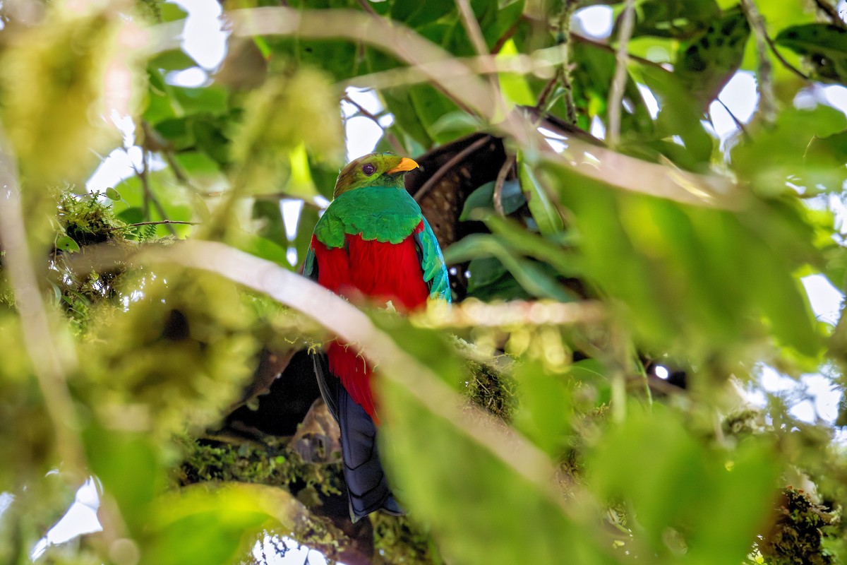 Golden-headed Quetzal - ML643735977