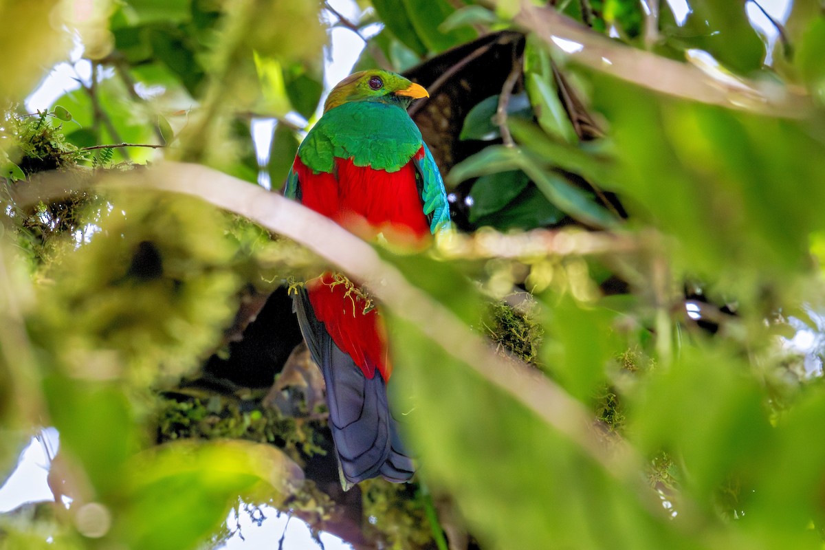 Golden-headed Quetzal - ML643735987