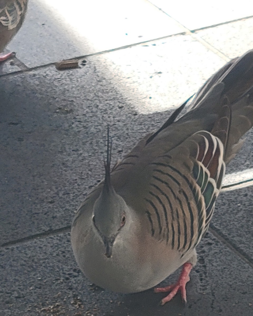 Crested Pigeon - ML643735990