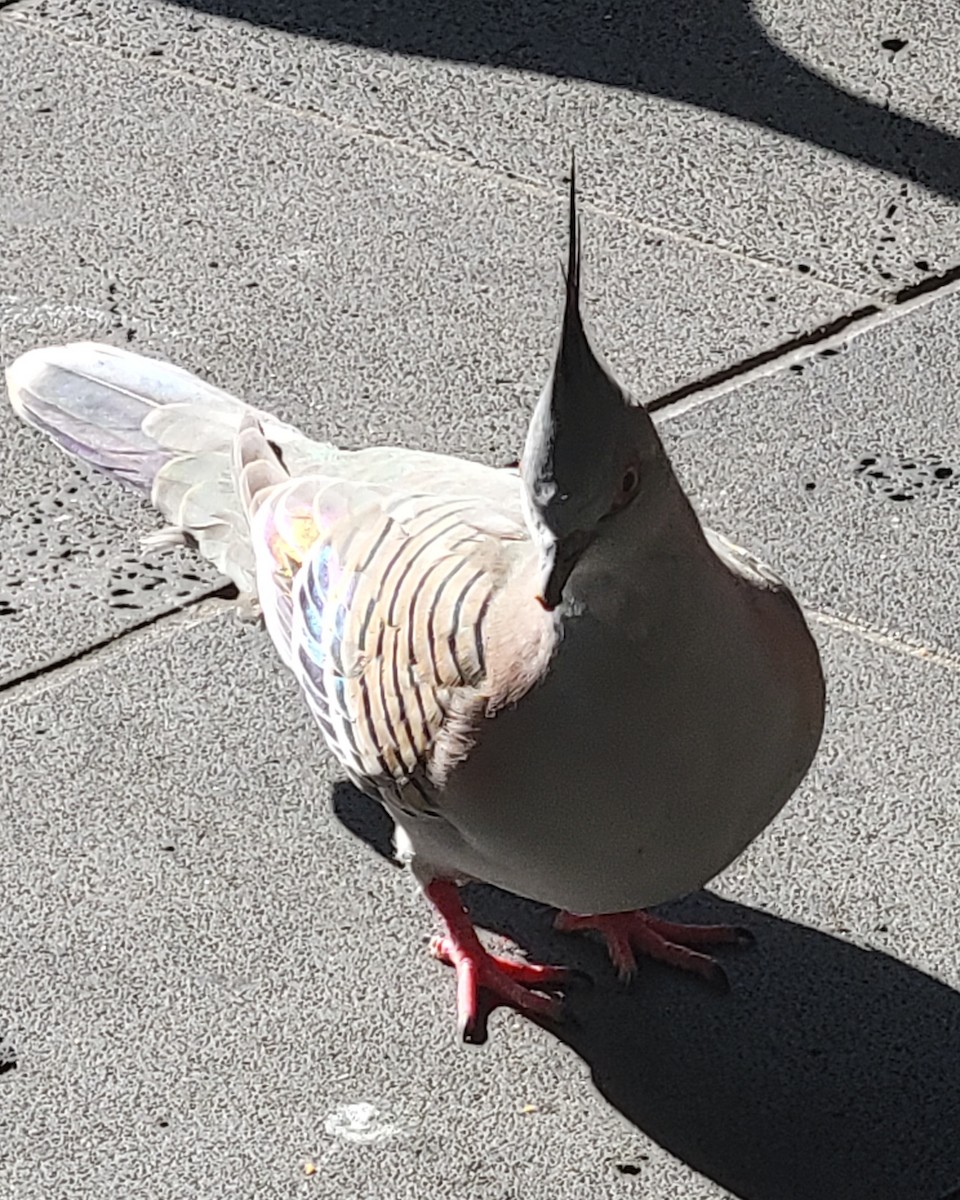 Crested Pigeon - ML643735991