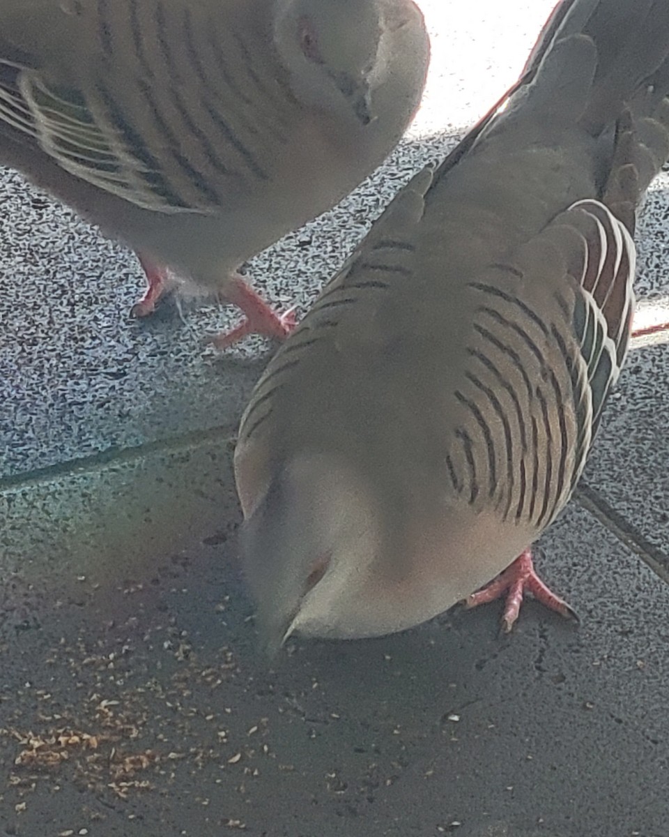 Crested Pigeon - ML643735992