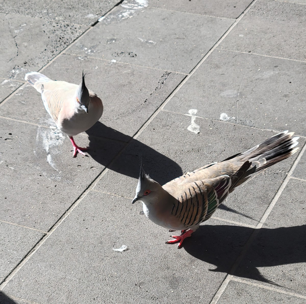 Crested Pigeon - ML643735993