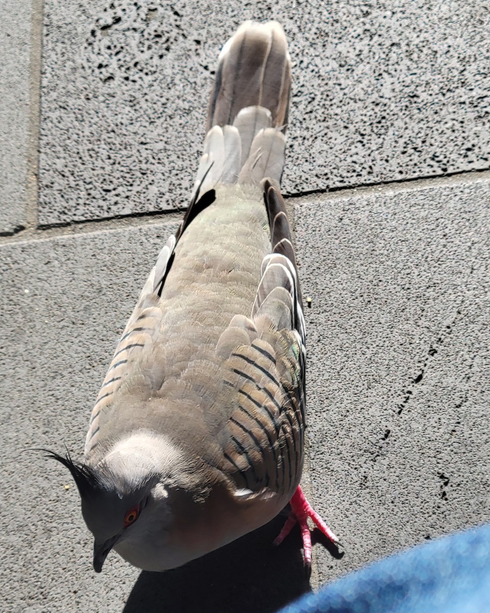 Crested Pigeon - ML643735994