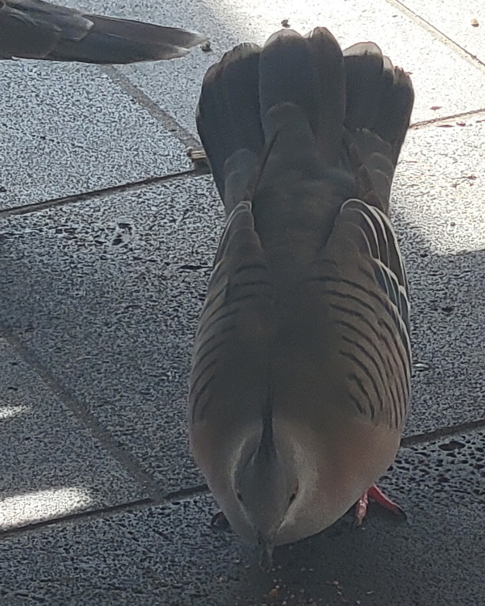 Crested Pigeon - ML643735995