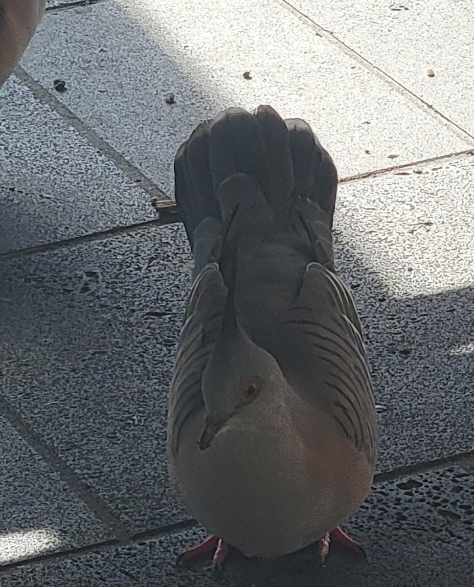 Crested Pigeon - ML643735996
