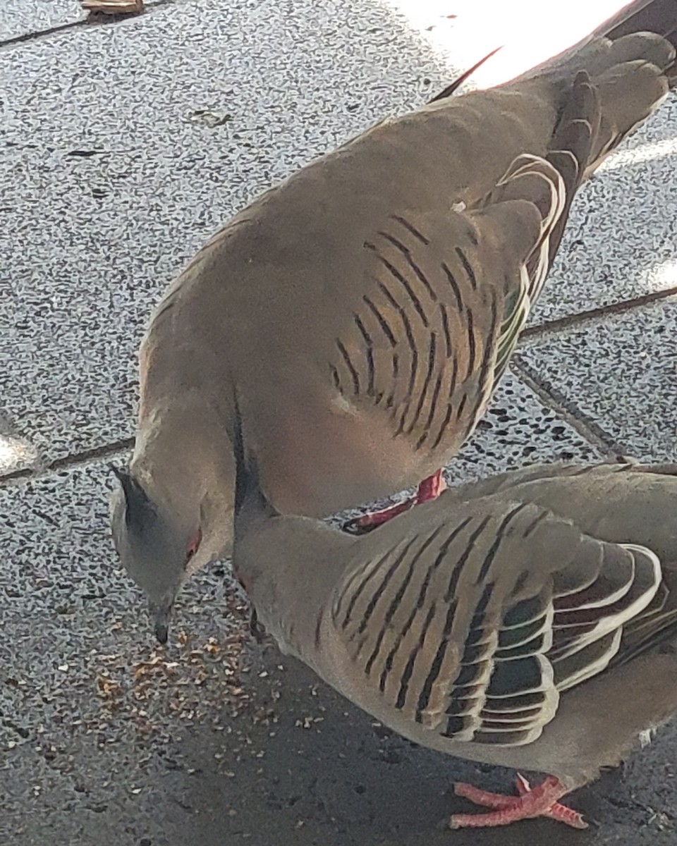 Crested Pigeon - ML643735997
