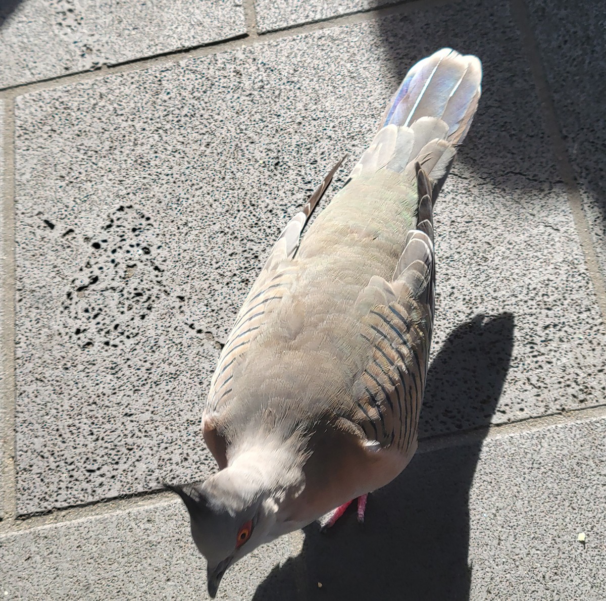 Crested Pigeon - ML643735998