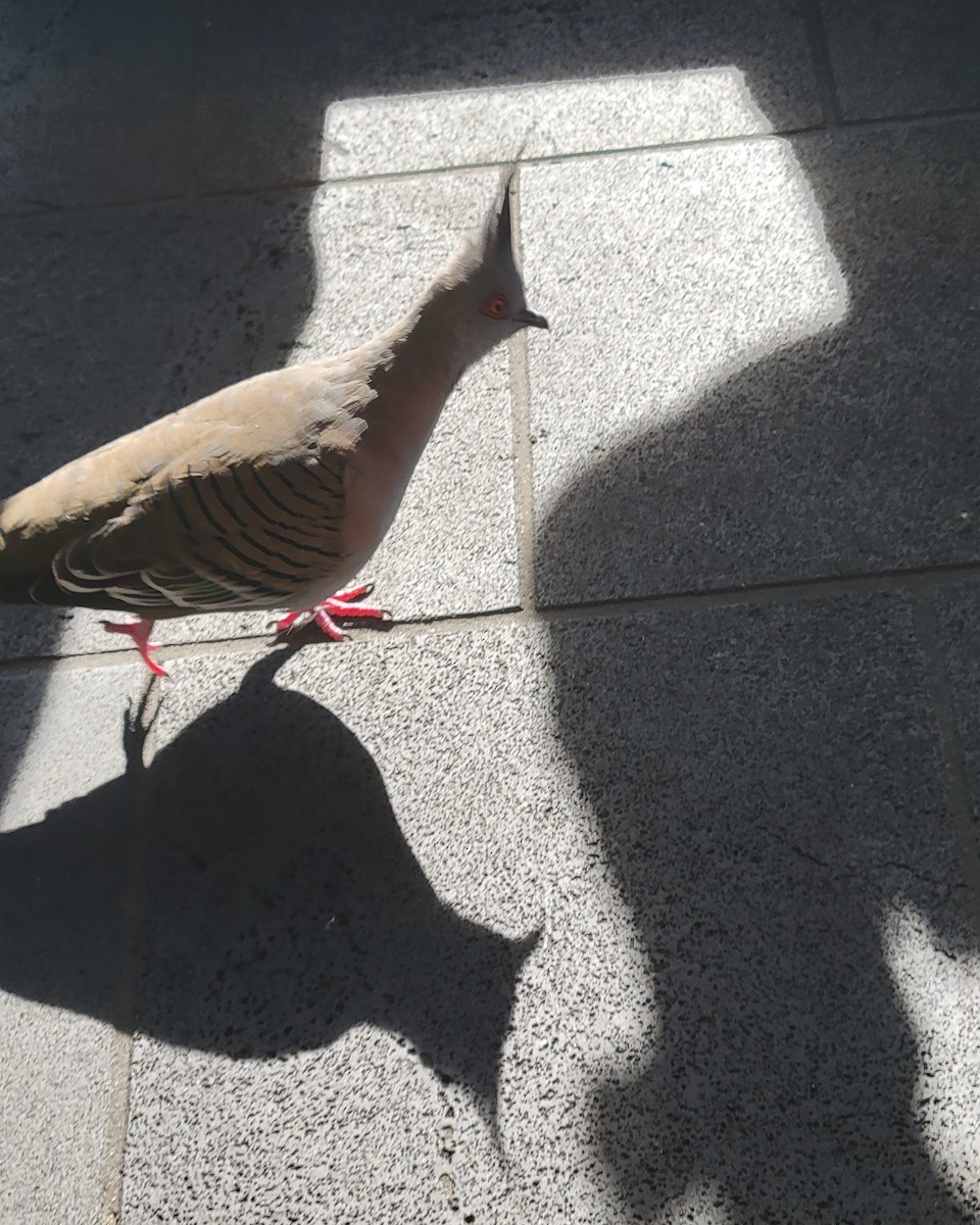 Crested Pigeon - ML643735999