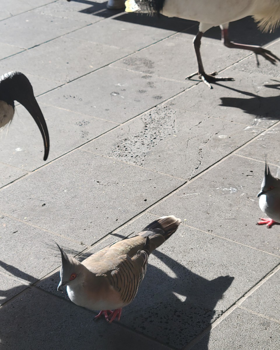 Crested Pigeon - ML643736000