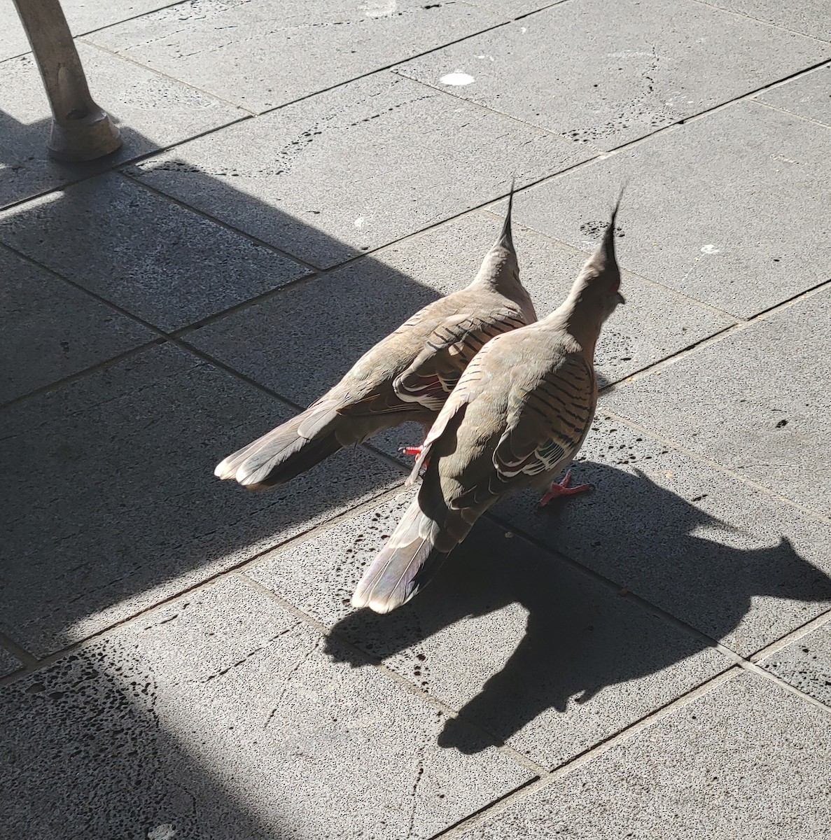 Crested Pigeon - ML643736001
