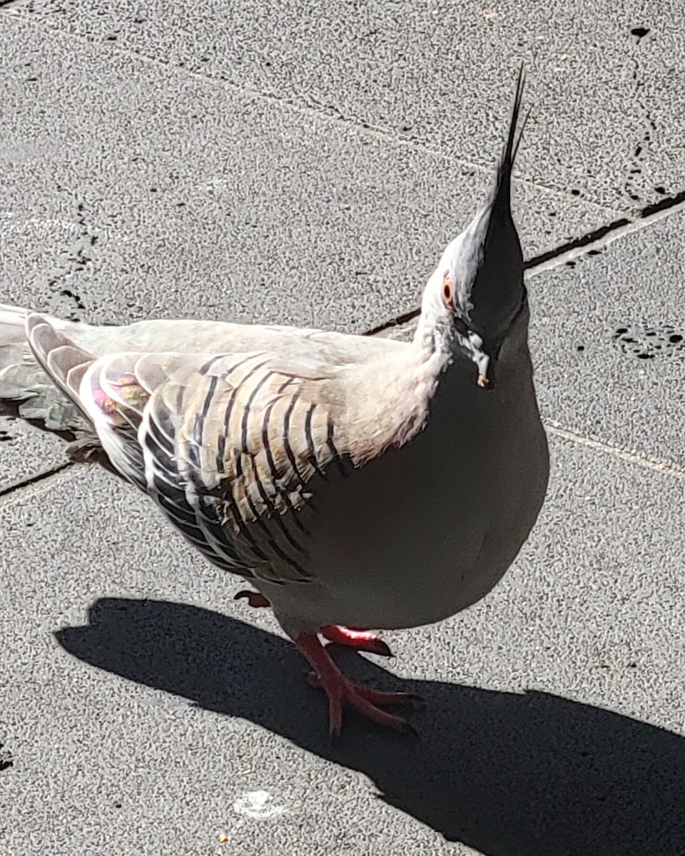 Crested Pigeon - ML643736002
