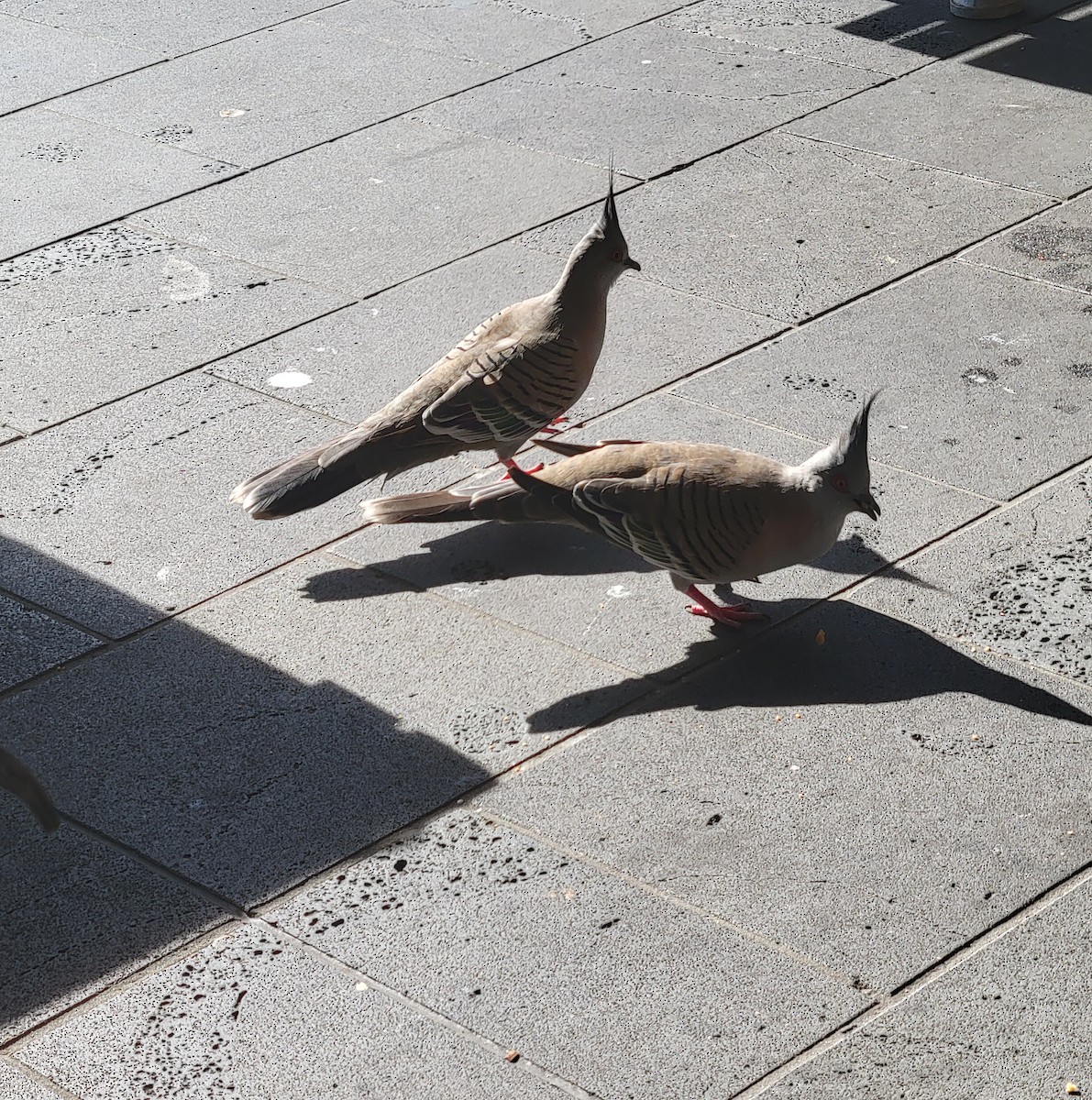 Crested Pigeon - ML643736003