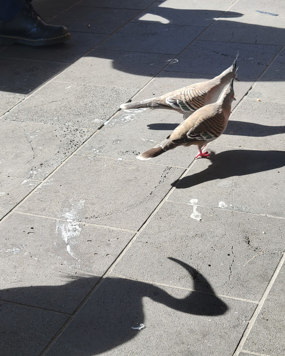 Crested Pigeon - ML643736004
