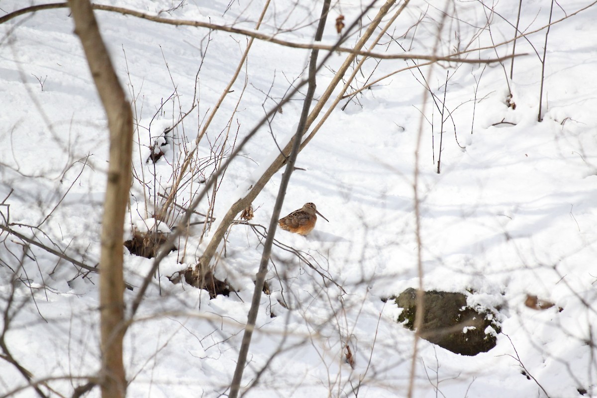 American Woodcock - ML643736009